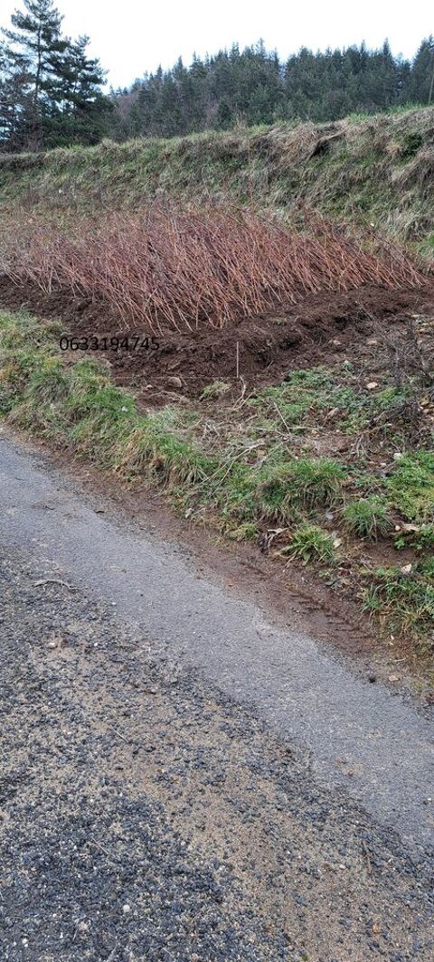 Plants de framboisiers et fraisiers 1.5 Le Cheylard (07)