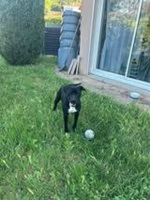   Chien ARKO à l adoption 