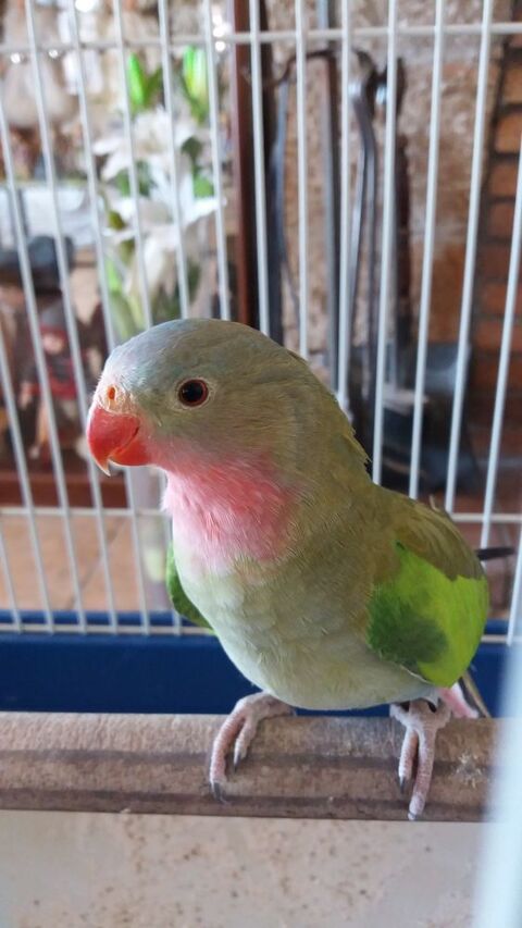 perruche princesse de gale 80 83440 Montauroux