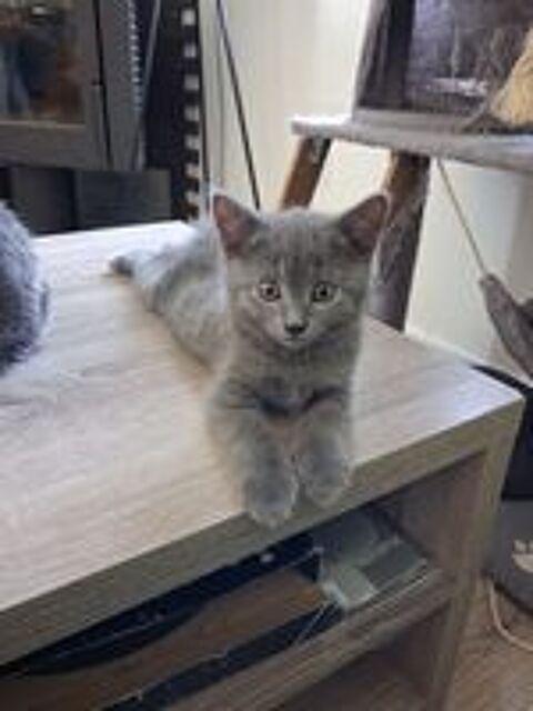   Chartreux  