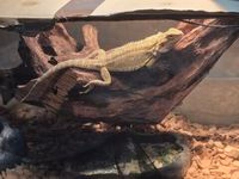  Dragon barbu
Lezard 
