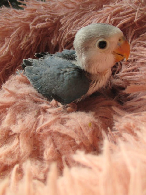 bébé petit perroquet à finir d'élever à la main 45 18340 Levet