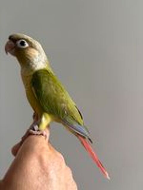   Conure Molinae eam  