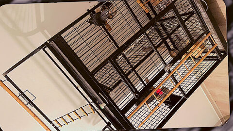 perroquet plusse cage 2500 34110 Frontignan