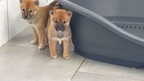   chiots shiba  inu 