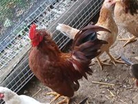   1 poule 2 coqs  