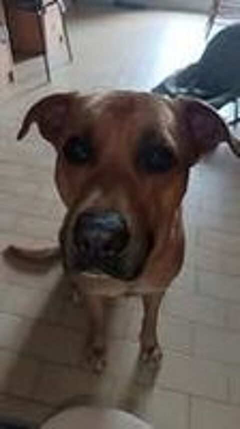   Chien REX à l adoption 