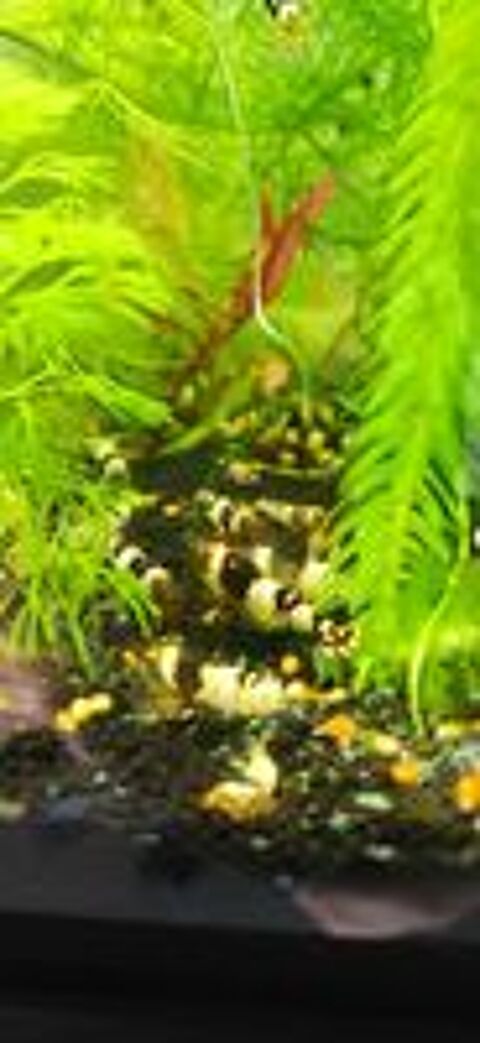  Caridina crystal black 
