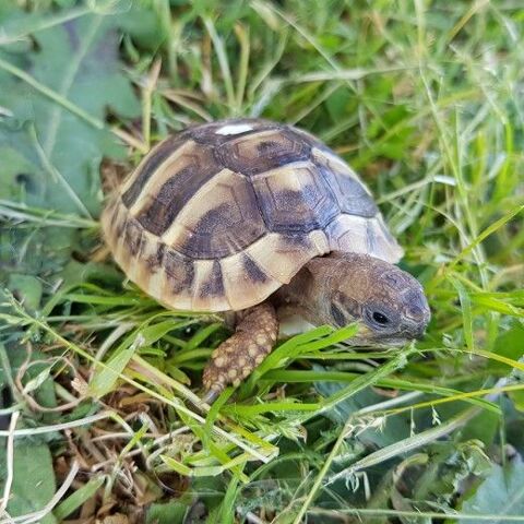 Tortue d'Hermann 35136 Saint-jacques-de-la-lande