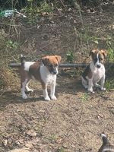   Chiots Fox mâle  