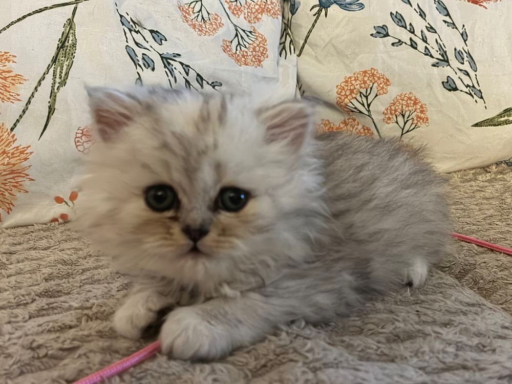   Chaton persan disponible  