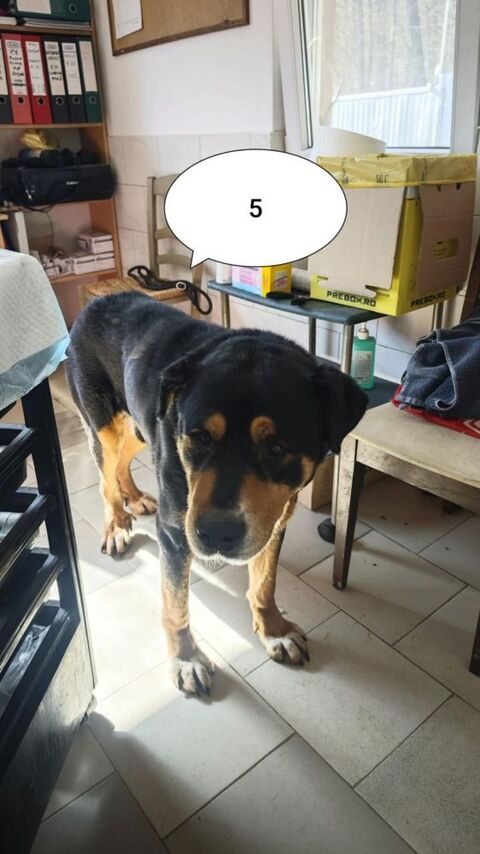 Attikus &agrave; l'adoption 200 37220 Brizay