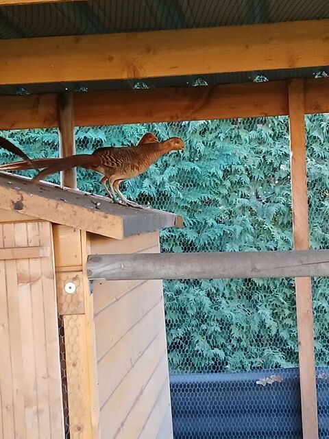 Faisan dor&eacute; 20 63380 Condat-en-combraille