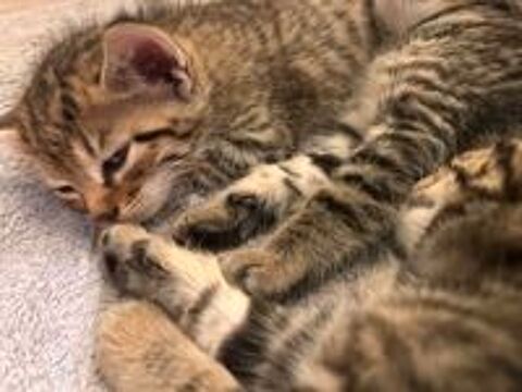   Chatons  