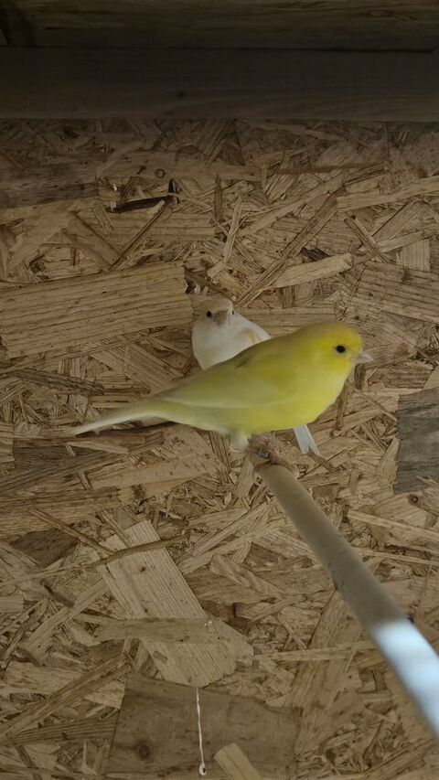 Canaris 50 54720 Lexy