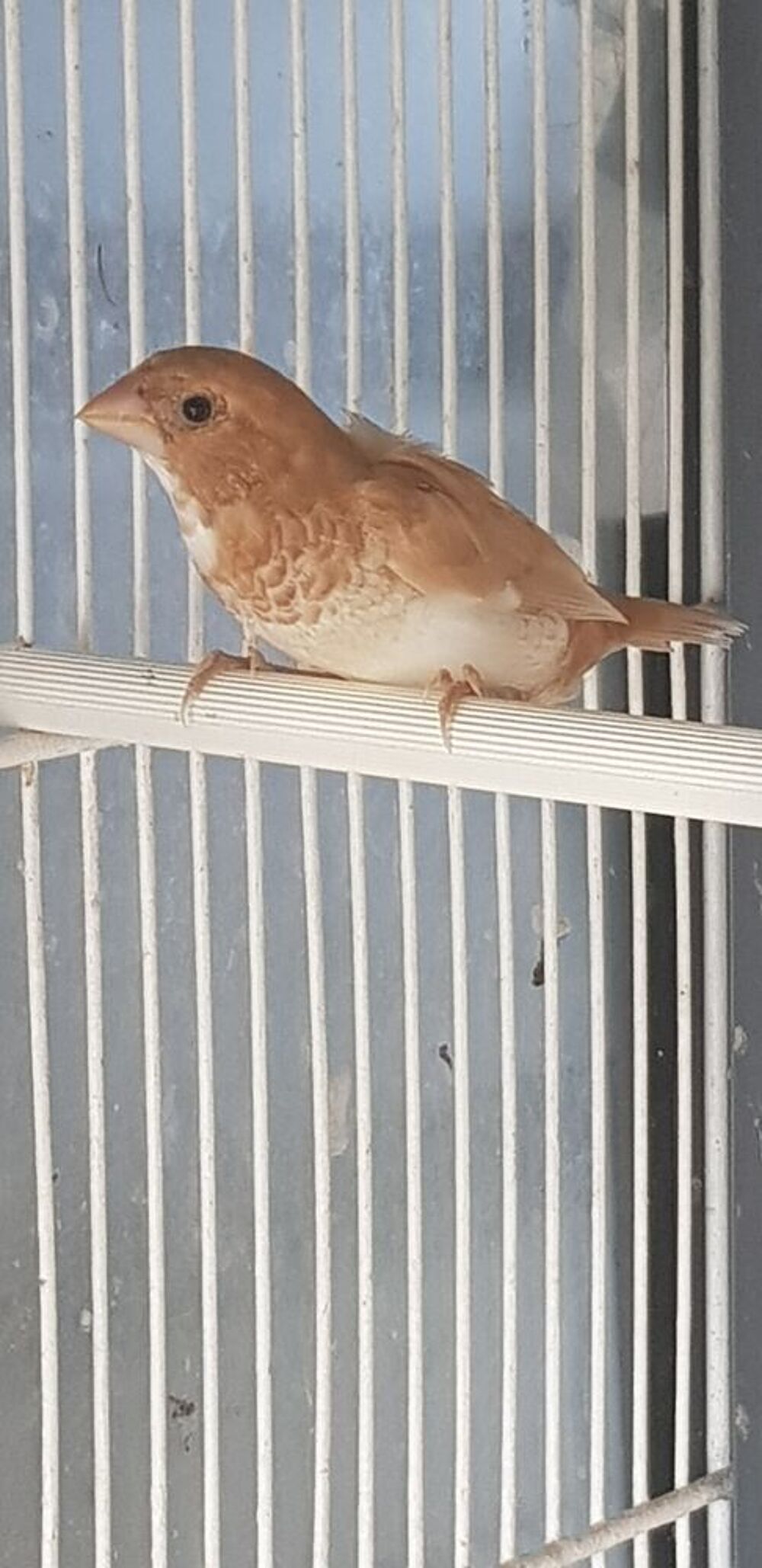   Moineau du japon  