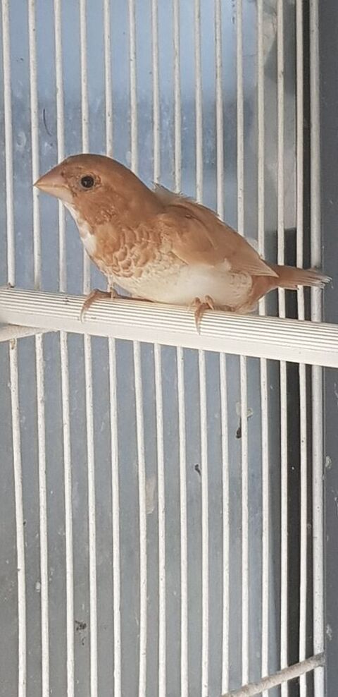 Moineau du japon 6 85640 Mouchamps