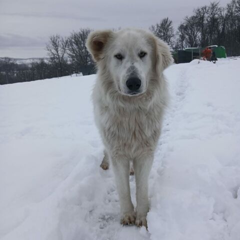 Baloo est un joli crois&eacute; montagne de 2 ans 300 72600 Ailli�res-beauvoir