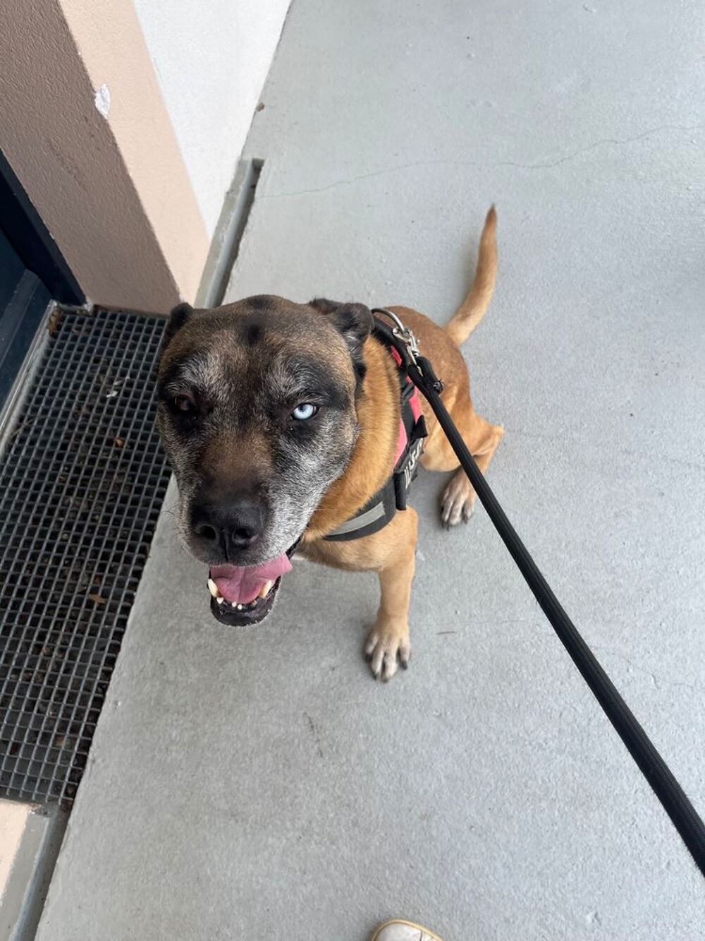   Don chien type cane corso x malinois  