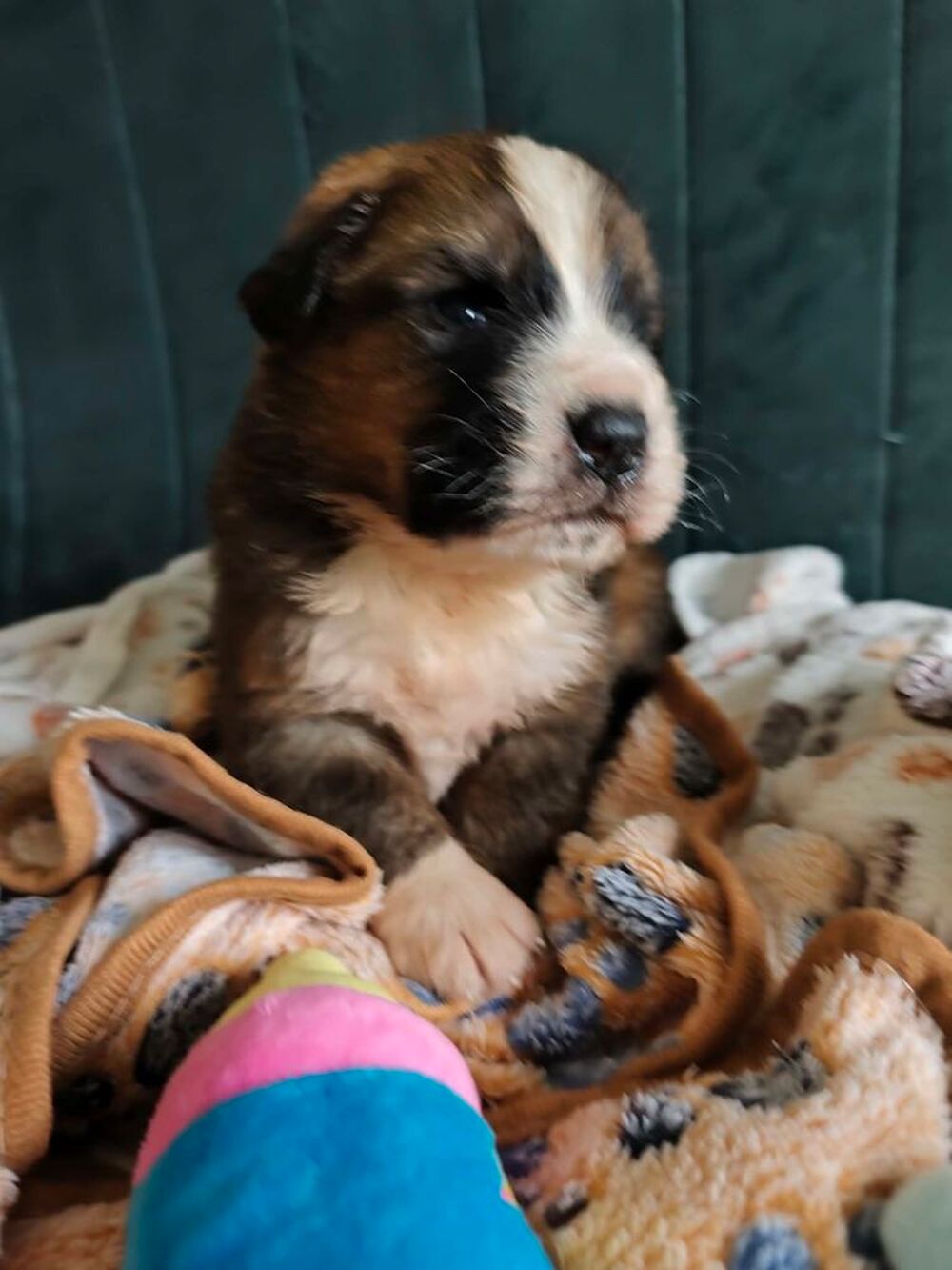  chiots Saint-Bernois 