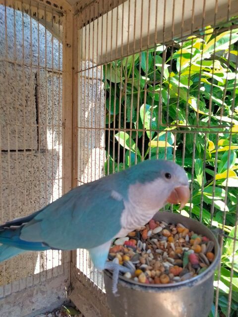 Perruche souris quaker 150 07200 Aubenas