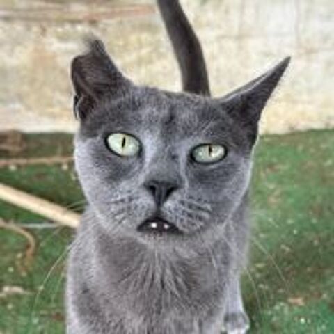   MYSTI 