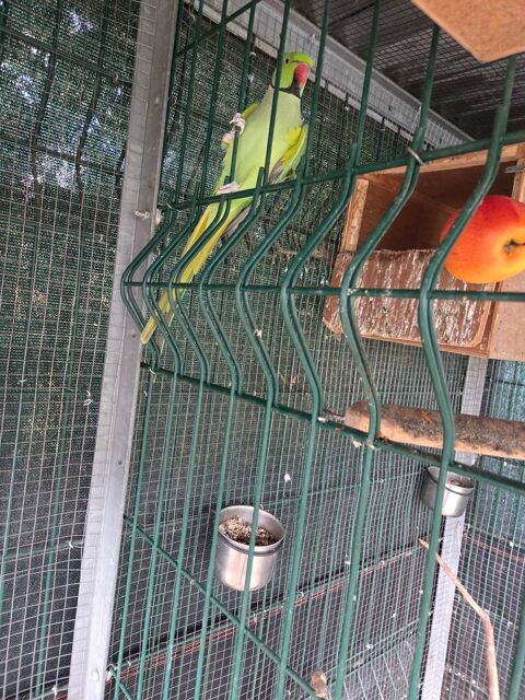 perruche a collier m&acirc;le 100 18390 Saint-germain-du-puy