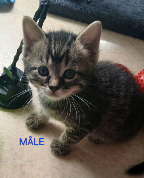 Chaton 100 93360 Neuilly-plaisance