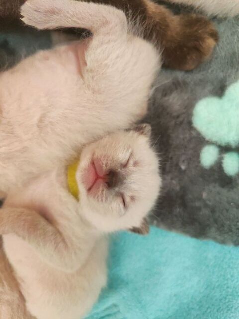 Chaton siamois 850 59160 Lomme