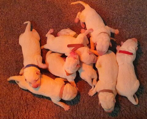 Chiots Berger Blanc Suisse LOF &agrave; R&eacute;server 1800 39570 Revigny