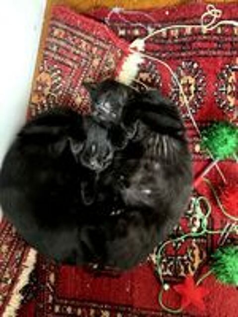   Colette & Selma 2 chatonnes sociables ok chats et chiens. 