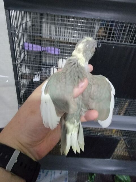 kakarikis de souche unique a Tarbes. 120 65000 Tarbes