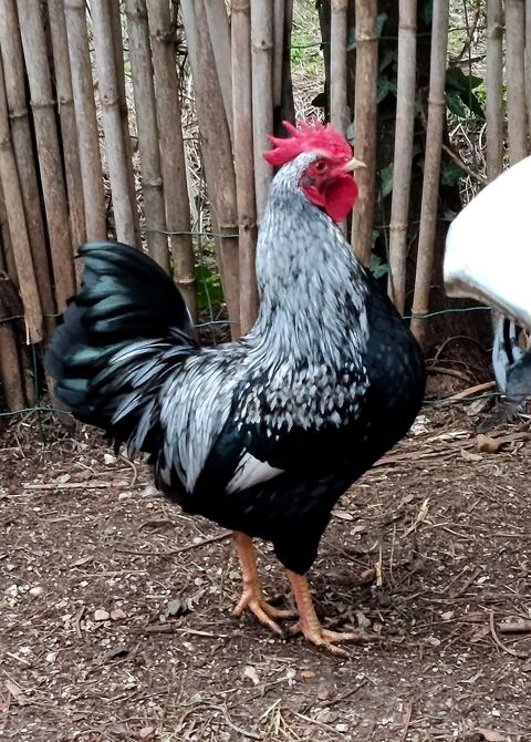 Rare Barnevelder Coq 30 34750 Villeneuve-l�s-maguelone