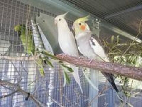   Calopsittes (Nimphicus hollandicus) 