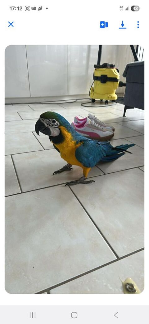 Ara ararauna  &eacute;lev&eacute; &agrave;  la main 1400 27450 Saint-�tienne-l'allier