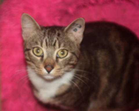   ZIGZAG CHAT TIGRE BLANC 4 ANS 