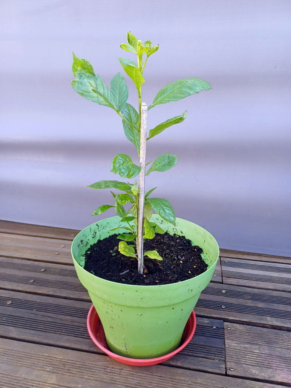 Gracieux BAOBAB 2/3ans hauteur 60cm Jardin