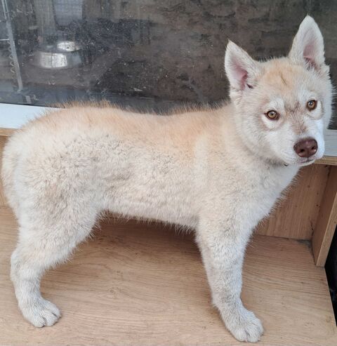 Magnifiques chiots husky sibérien 500 79150 Voultegon