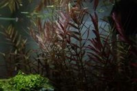   Plantes aquariums
