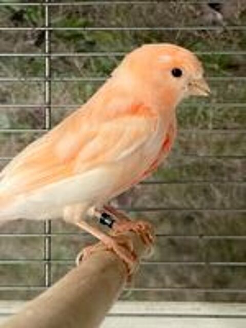   Canari 2026 