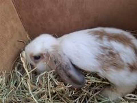   ! lapin bélier mâle 3-4 mois 