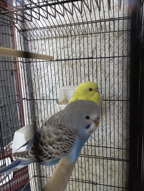 Perruches ondul&eacute;es  30 42800 Rive-de-gier