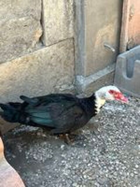   canne canard de barbarie 