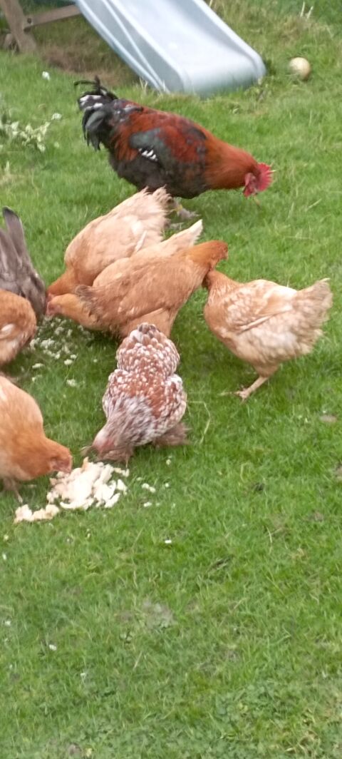 POULES PONDEUSES 94600 Choisy-le-roi