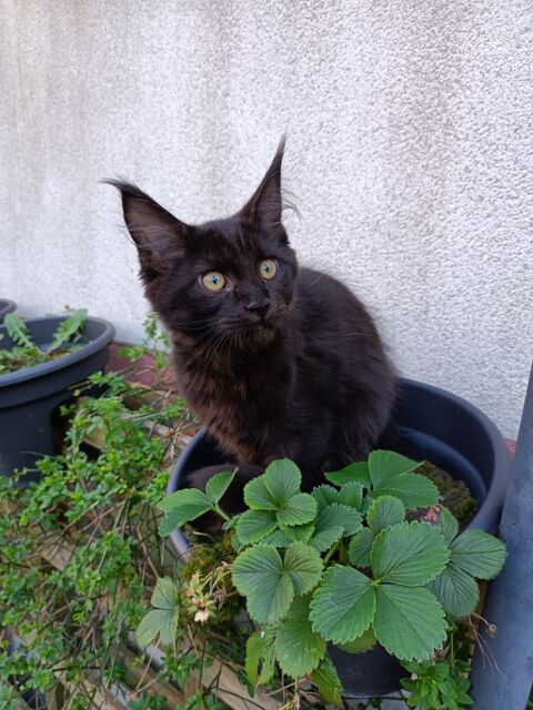 Chatons Maine Coon Loof 1200 59290 Wasquehal