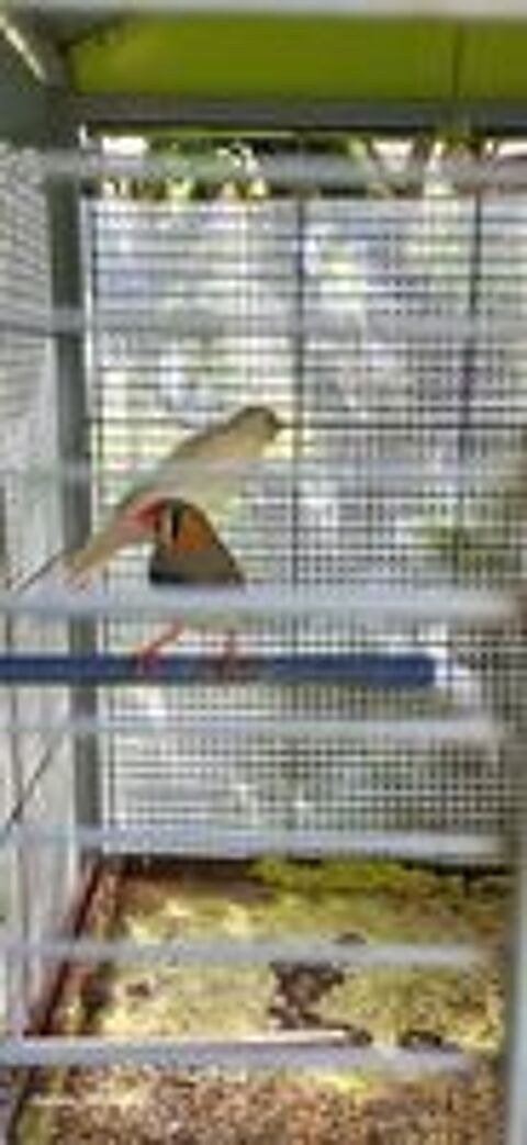   mandarin 