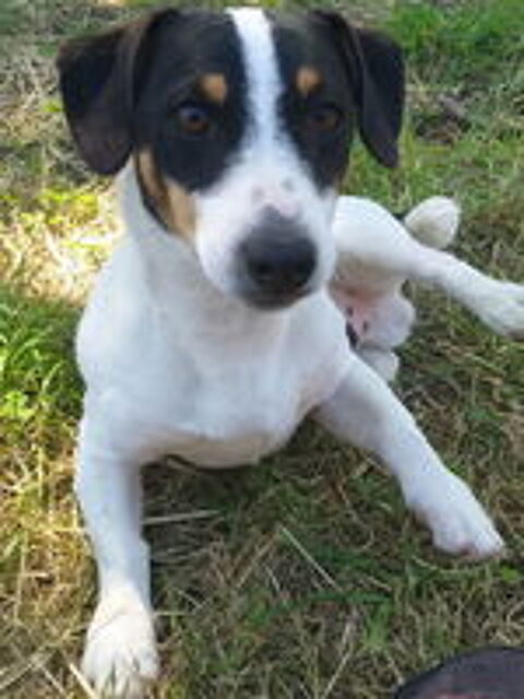   Jack Russell à réserver  