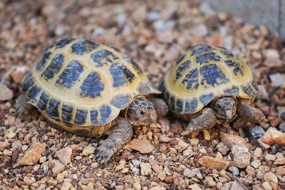   Tortues russes 