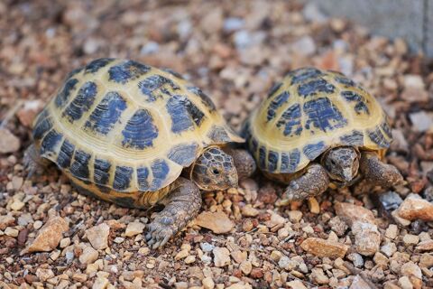 Tortues russes 160 83470 Saint-maximin-la-sainte-baume