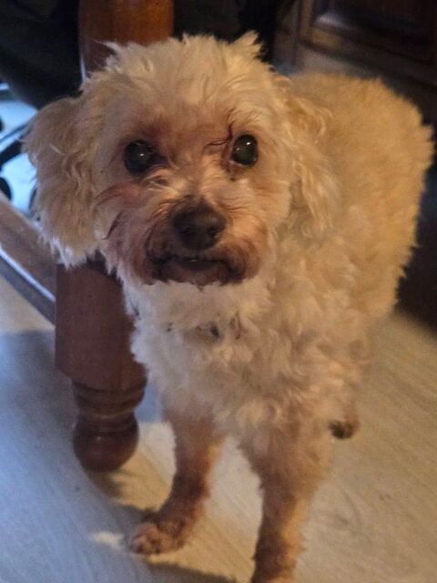 Sissi cherche sa famille 70 51210 Boissy-le-repos